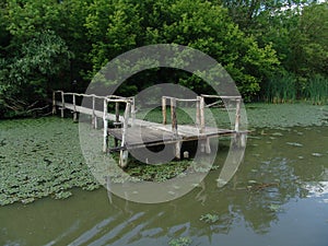 Old bridge in the swamp