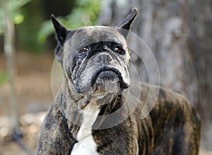 Old Brindle Boxer dog with gray muzzle