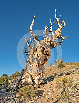 Old bristlecone pine tree