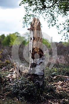 Old broken Birch tree in the park