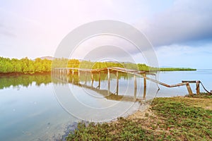 Old broken bridge in mangrove forest