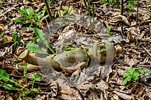 Old broken doll in forest