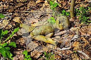Old broken doll in forest