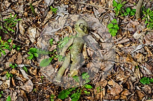 Old broken doll in forest