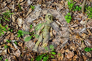 Old broken doll in forest