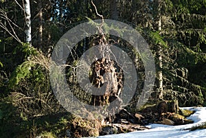 An old broken down tree