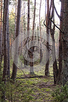 An old broken dying tree in the forest is a symbol of old age