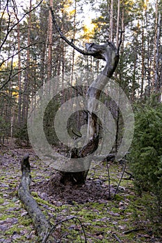 An old broken dying tree in the forest is a symbol of old age