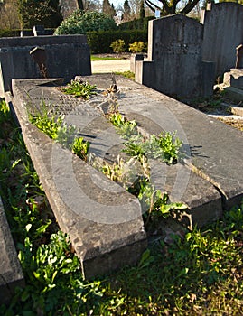 Old broken grave taken over by nature in the sun