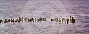 Old broken groynes with seagulls in the Baltic Sea. panorama