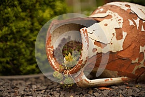 Old broken jug with a plant inside. Original garden decor