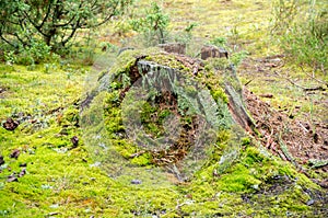 Old broken mossy tree stump