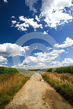 Old broken path between fields with corn