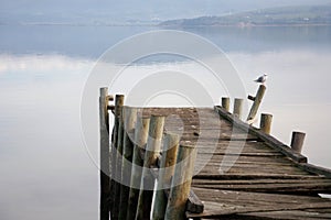 Old broken pier with seagull