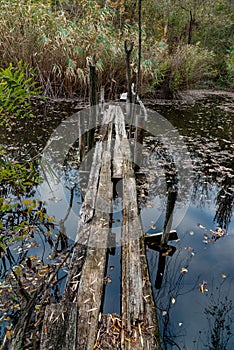 Old broken rotten wooden bridge on an overgrown pond surrounded by trees