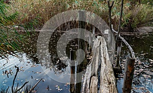 Old broken rotten wooden bridge on an overgrown pond surrounded by trees