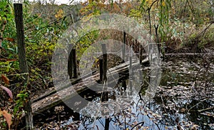 Old broken rotten wooden bridge on an overgrown pond surrounded by trees