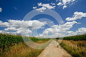 Old broken sand path between fields with corn