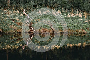 Old broken tree branch and its reflection in the river