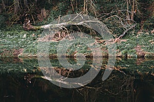 Old broken tree and its reflection in the river