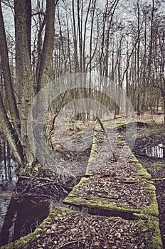 Old broken wooden bridge in a freshwater swamp forest