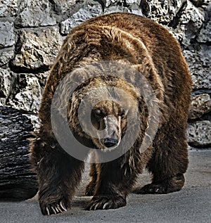 Old brown bear female 4
