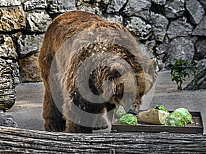 Old brown bear female eats vegetables 1