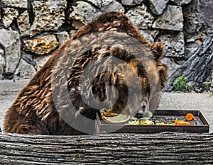 Old brown bear female eats vegetables 11
