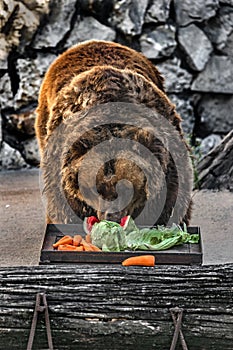 Old brown bear female eats vegetables 6