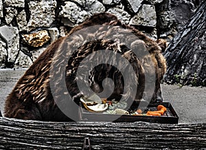 Old brown bear female eats vegetables 7
