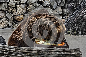 Old brown bear female eats vegetables 9