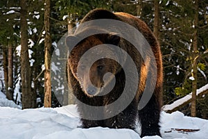 Old brown bear stand in the winter forest photo