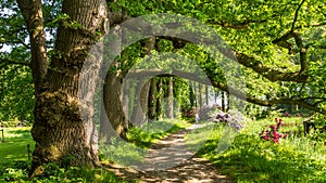 Old brown beech trees