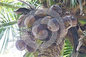 Old brown coconut on tree, Low angle view