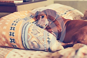 Old brown dog, the dachshund relaxes comfortably on the pillow