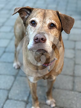 Old brown dog, looking at camera, standing outside