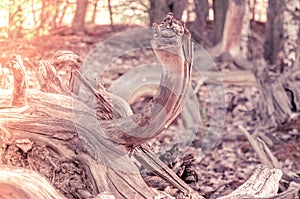 old brown dry dead tree in wood