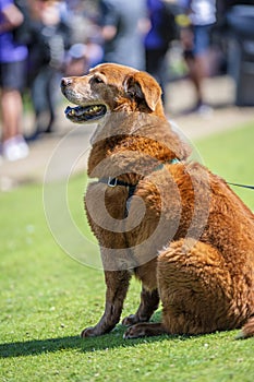 Old brown-haired labrador retriever dog sitting on grass during team competition