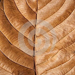 Old brown leaf texture background