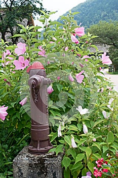 Old Brown and Red Fire Hydrant