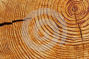 Old brown tree rings