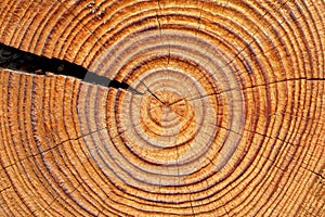 Old brown tree rings
