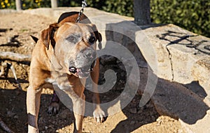 Old and brown Uruguayan cimarron breed dog enjoying a sunny day in the park