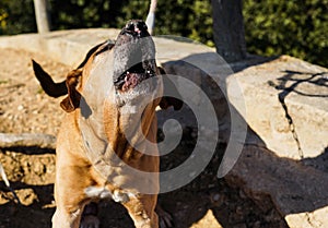 Old and brown Uruguayan cimarron breed dog enjoying a sunny day in the park