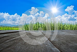 Old brown wooden floor beside green rice field with blue sky and sun shines