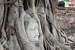 Old Buddha head in root big tree , side shot