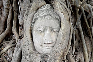 Old Buddha head in root big tree , Thailand