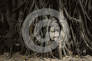 Old Buddha head in tree root at Ayutthaya Thailand