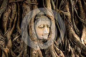 Old Buddha statue head in tree at Wat Mahathat ancient temple . landmark of Ayutthaya Thailand