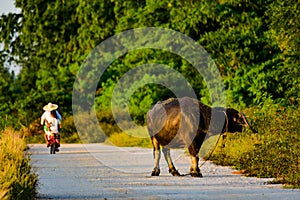 An old buffalo walking on a dirt road in Bang Lamung village